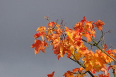 Herbststurm