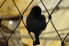 Spatz