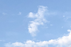 Vogel